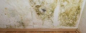 Tile and Grout Cleaning