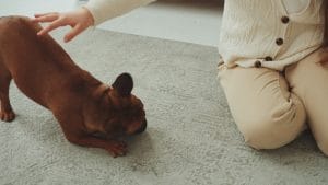 rug cleaning company