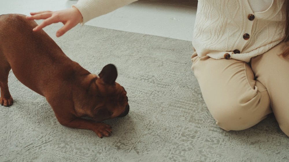 The Dangers of Procrastinating Pro Pet Stain and Odor Cleaning